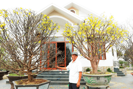 Vườn mai bạc tỷ của lão nông xứ Quảng 